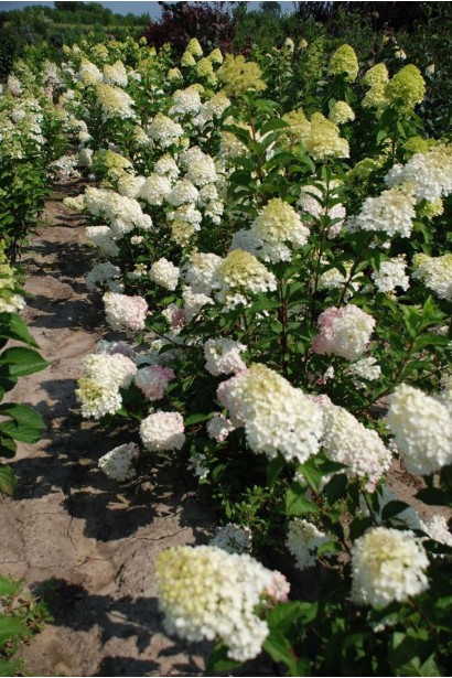 Гортензія волотиста Фантом